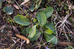 Mazus fauriei
