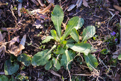 Mazus fauriei