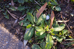 Mazus fauriei