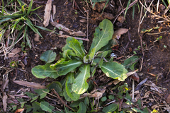 Mazus fauriei