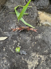 Hypolobocera bouvieri