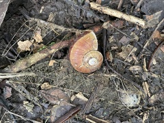 Aperostoma