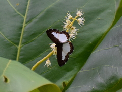 Lemoniadina