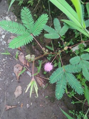Mimosa pudica