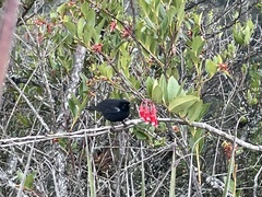 Diglossa lafresnayii