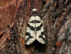 Lepidoscia characota