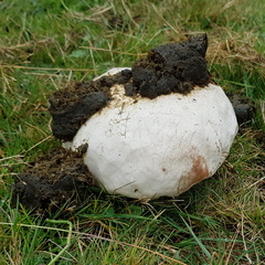 Vombatus ursinus hirsutus