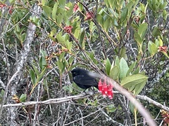 Diglossa lafresnayii