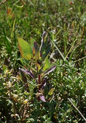 Chloropyron molle molle