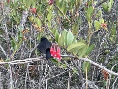 Diglossa lafresnayii