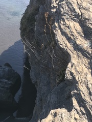 Francoa appendiculata