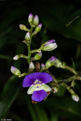 Dichorisandra hexandra