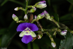 Dichorisandra hexandra