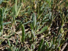 Chloropyron molle molle