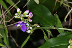 Dichorisandra hexandra