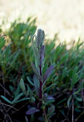 Chloropyron molle molle