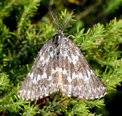 Athroolopha pennigeraria