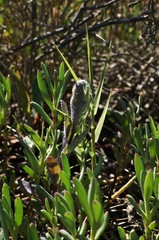 Chloropyron molle molle