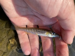 Fundulus waccamensis
