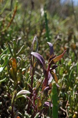 Chloropyron molle molle