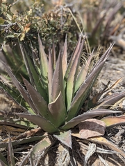 Agave × glomeruliflora