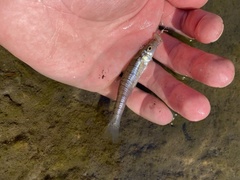 Fundulus waccamensis