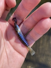 Fundulus waccamensis