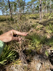 Dichanthelium patentifolium