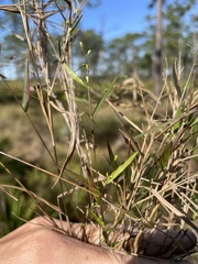 Dichanthelium patentifolium