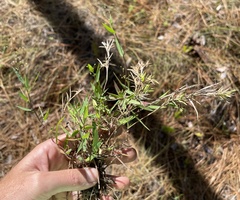 Dichanthelium patulum