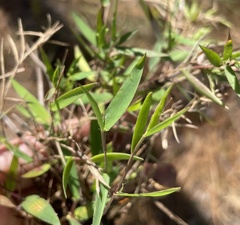 Dichanthelium patulum