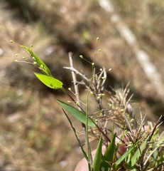 Dichanthelium patulum