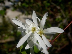 Amelanchier cusickii