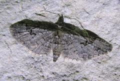 Eupithecia bolterii