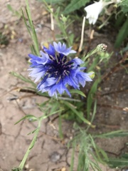 Centaurea cyanus