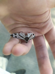 Dysschema centenaria