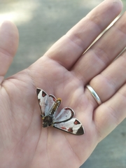 Dysschema centenaria