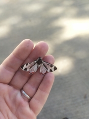 Dysschema centenaria