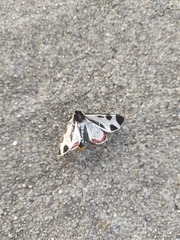 Dysschema centenaria