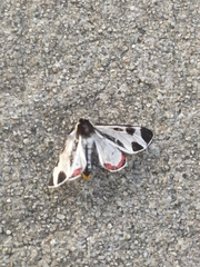 Dysschema centenaria