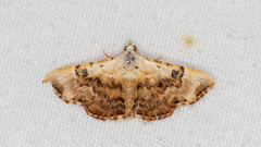 Corgatha molybdophaes