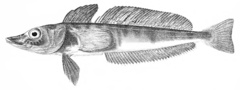 Mackerel Icefish photo 4