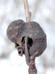 Pachypappa sacculi