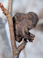 Pachypappa sacculi