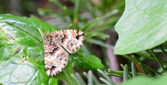 Enchoria lacteata