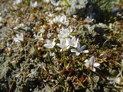 Lilaeopsis