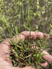Image of Dichanthelium ensifolium