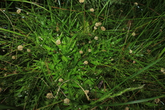 Paepalanthus dendroides