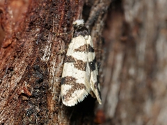 Lepidoscia characota