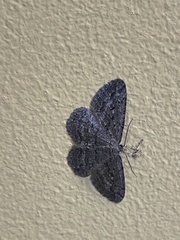 Zermizinga sinuata